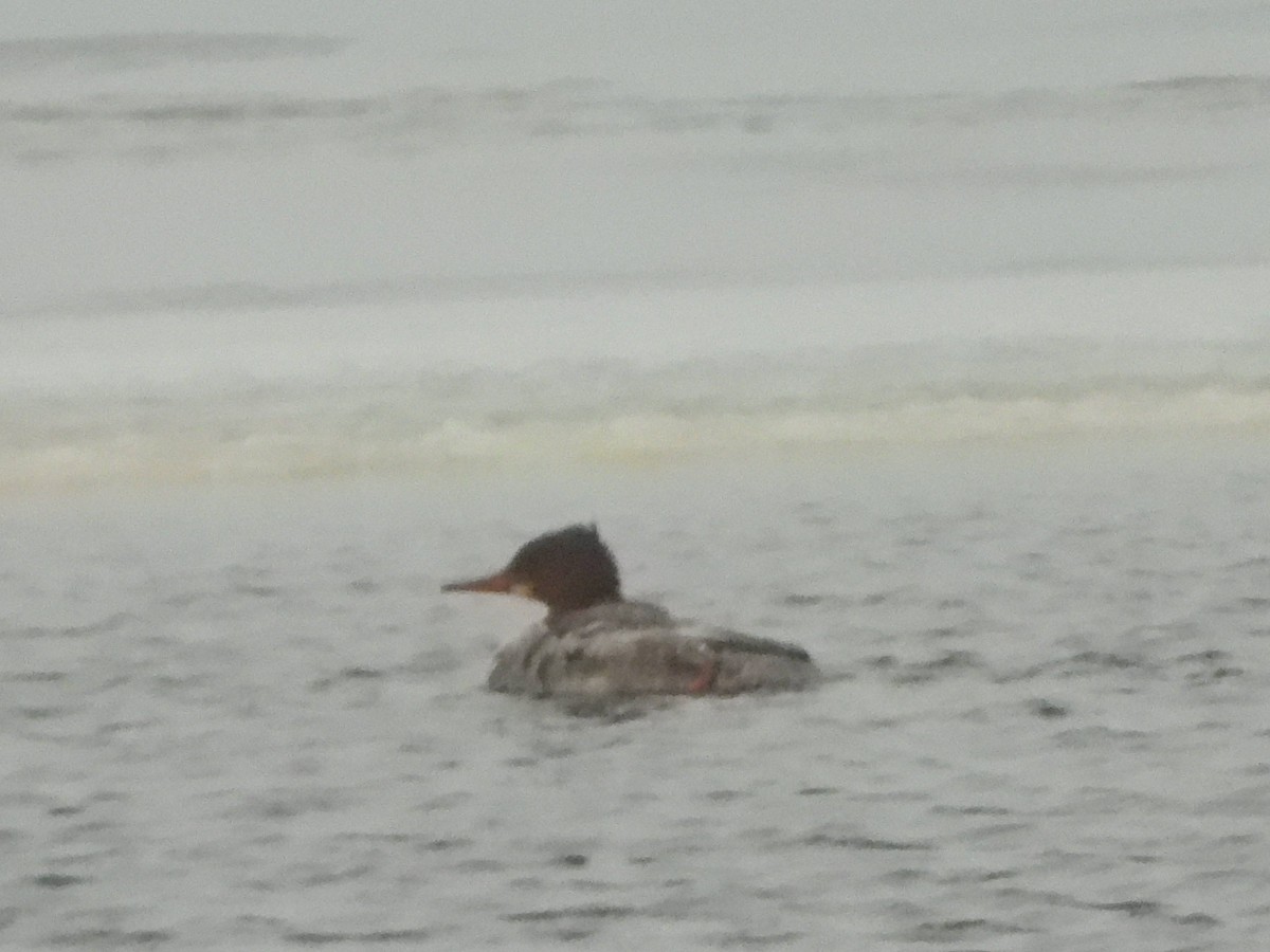 Common Merganser - ML613784445