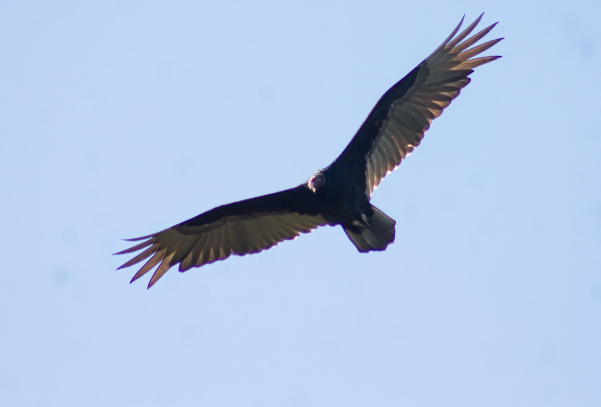 Turkey Vulture - ML613784491