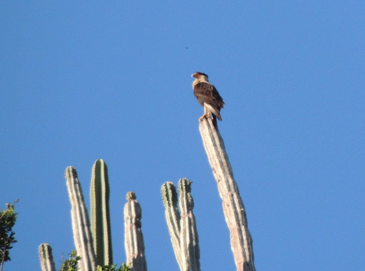 Crested Caracara - Carolina Dávila