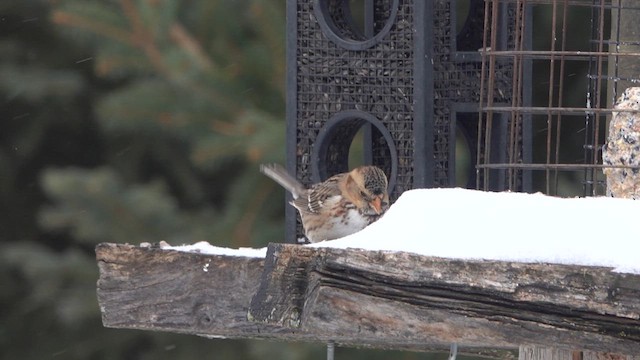 Harris's Sparrow - ML613784505