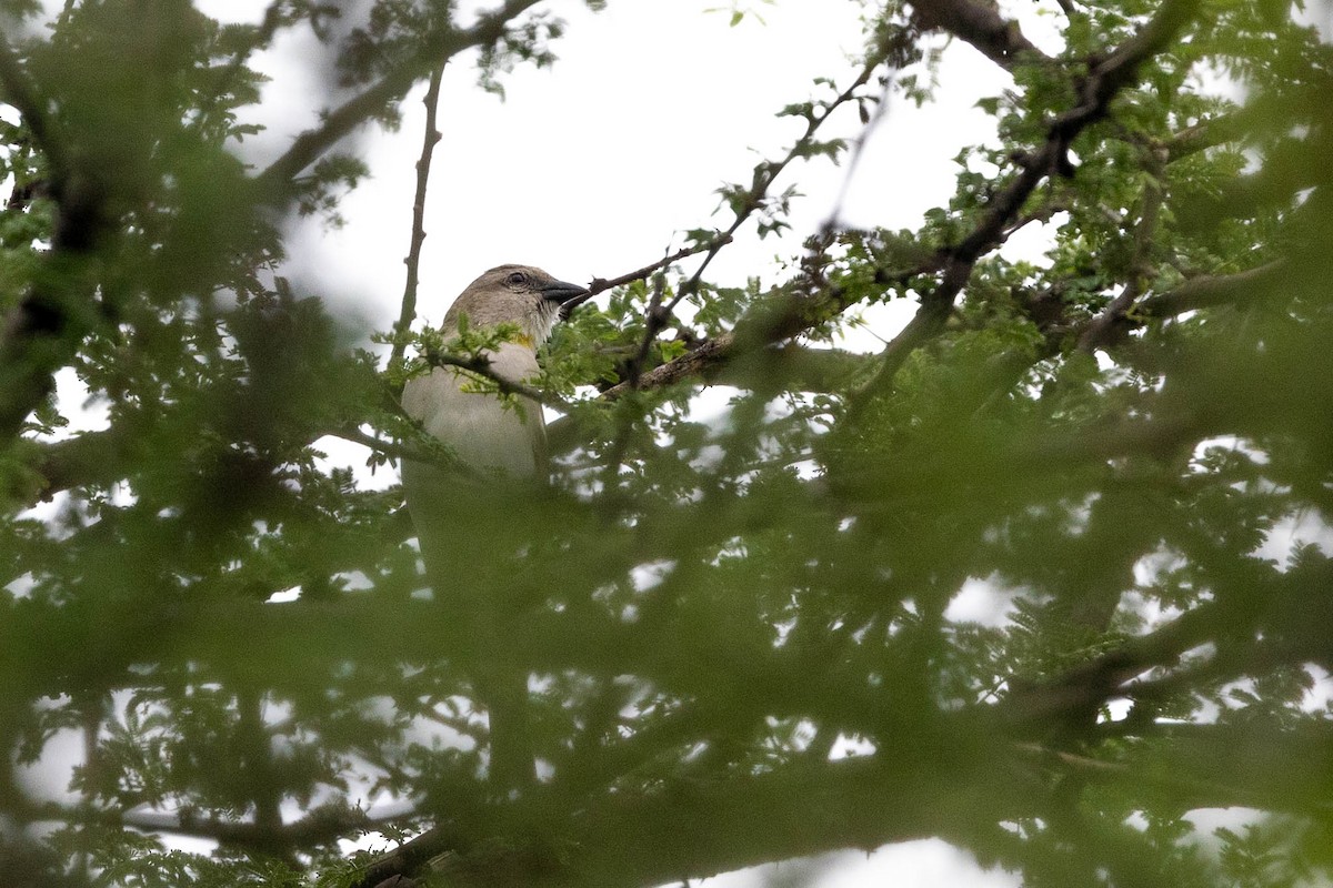 Yellow-throated Sparrow - ML613784511