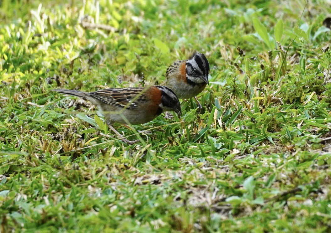 Rufous-collared Sparrow - linda kleinhenz