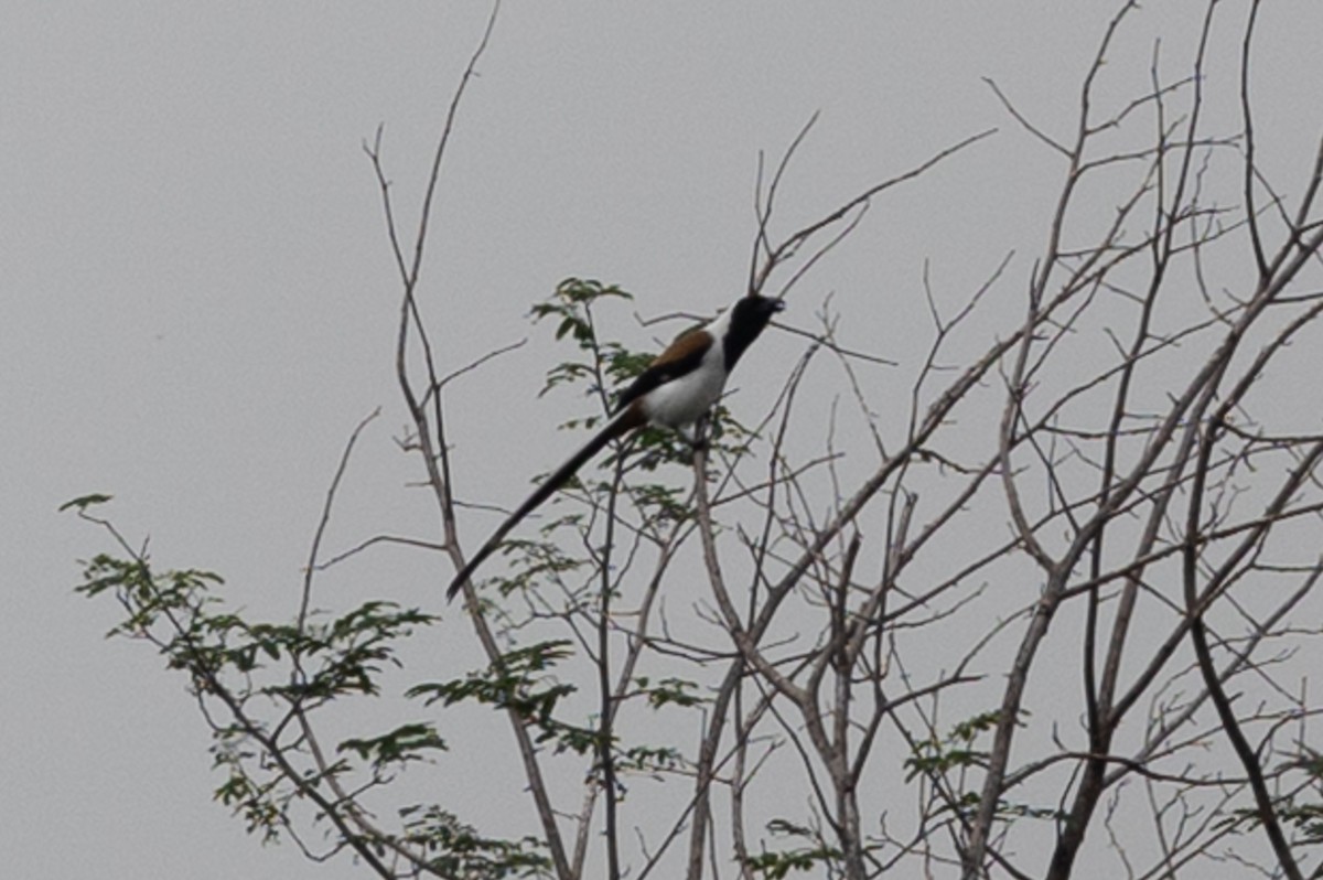 White-bellied Treepie - ML613784556