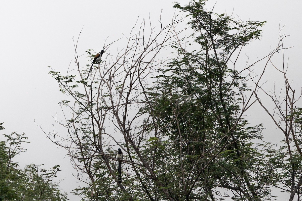 White-bellied Treepie - ML613784557