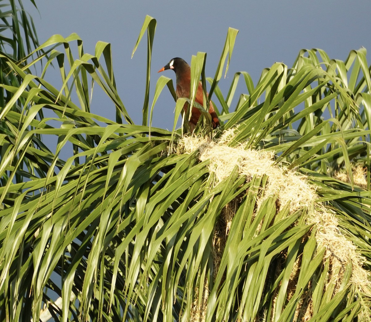 Montezuma Oropendola - ML613784595