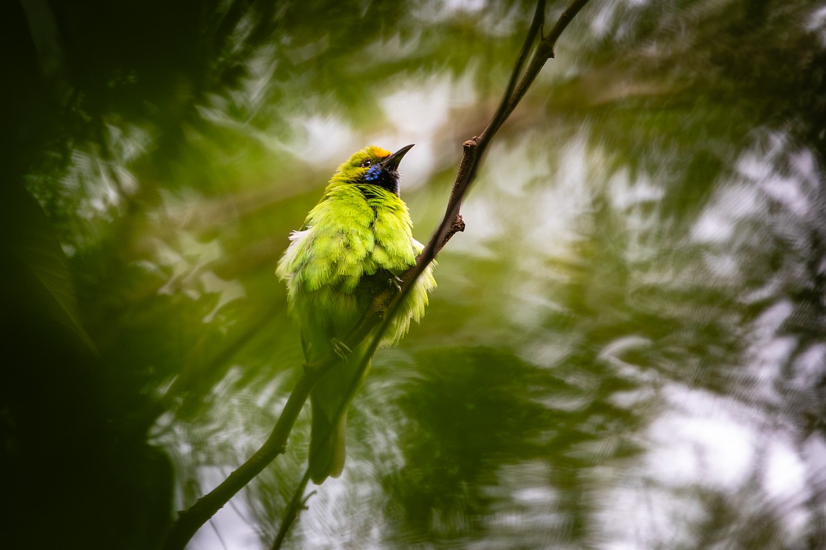 Golden-fronted Leafbird - ML613784628