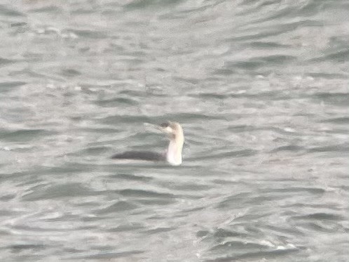 Red-throated Loon - Joe Tuvell