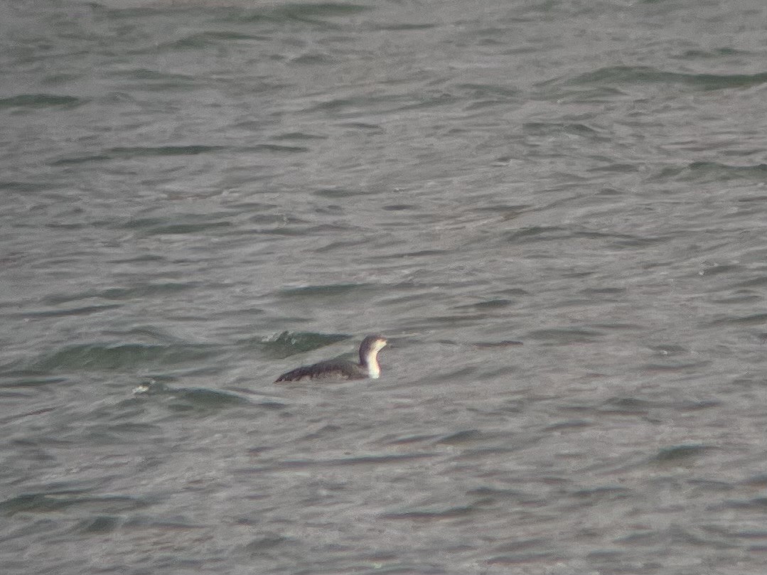 Red-throated Loon - ML613784635