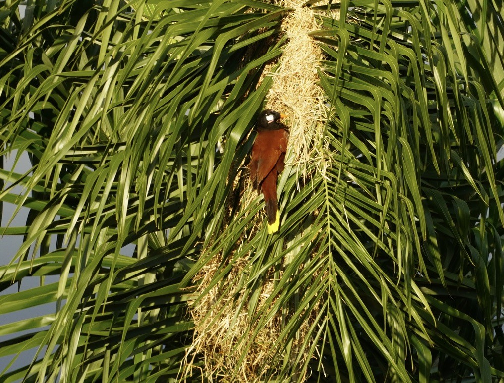 Montezuma Oropendola - linda kleinhenz