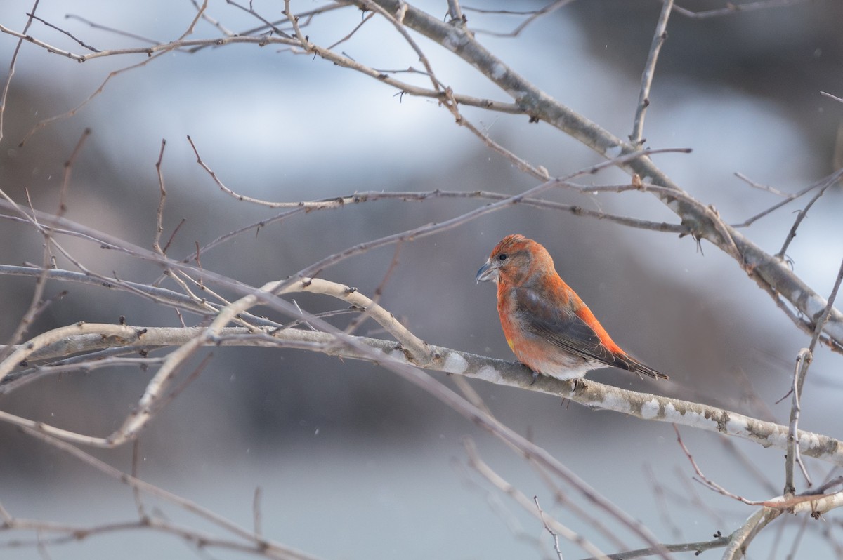 Red Crossbill - ML613784699