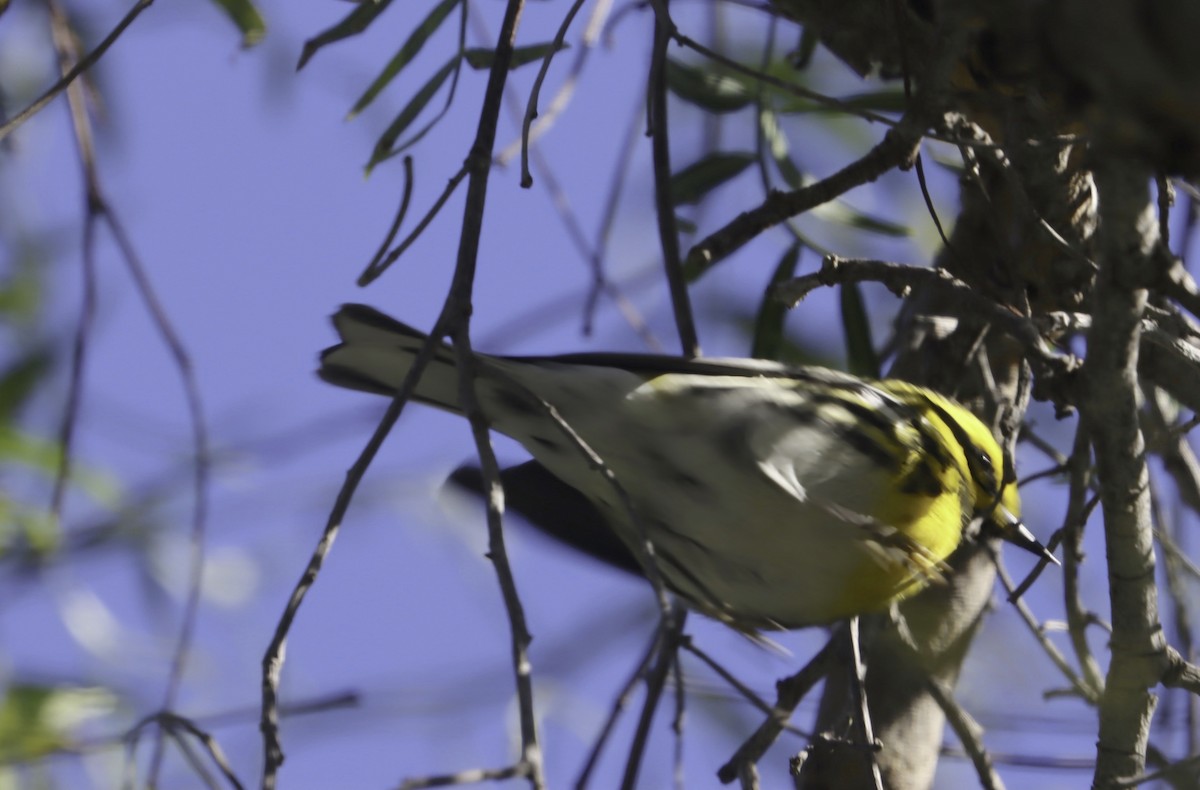 Townsend's Warbler - ML613784728