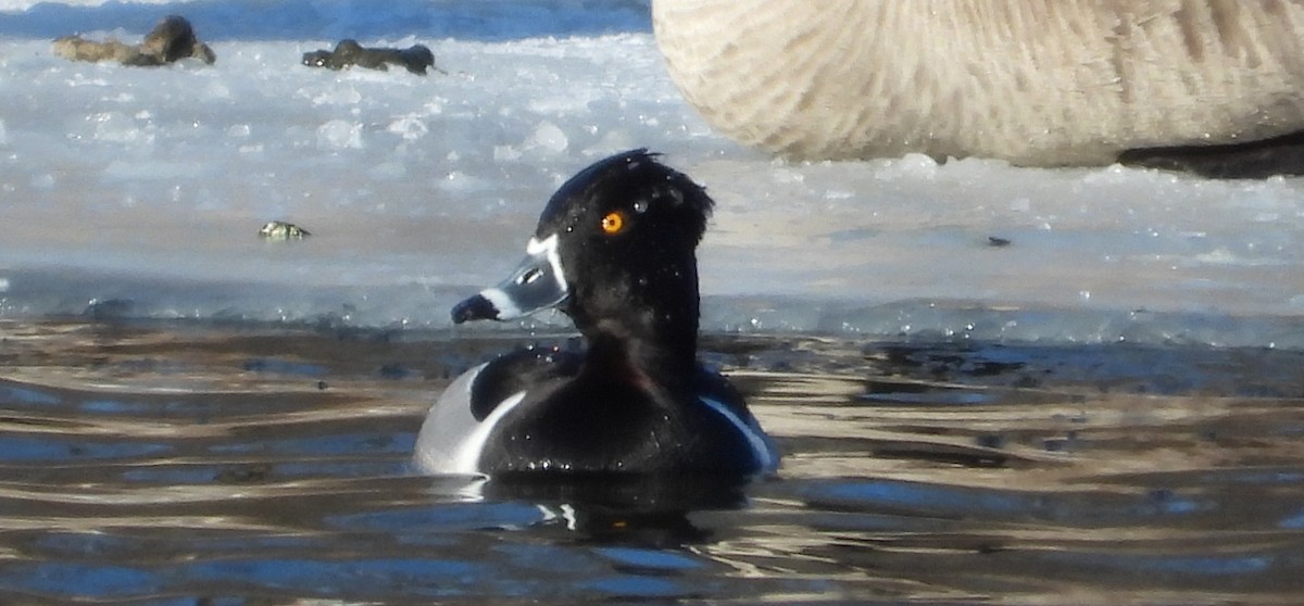 Ring-necked Duck - ML613784736