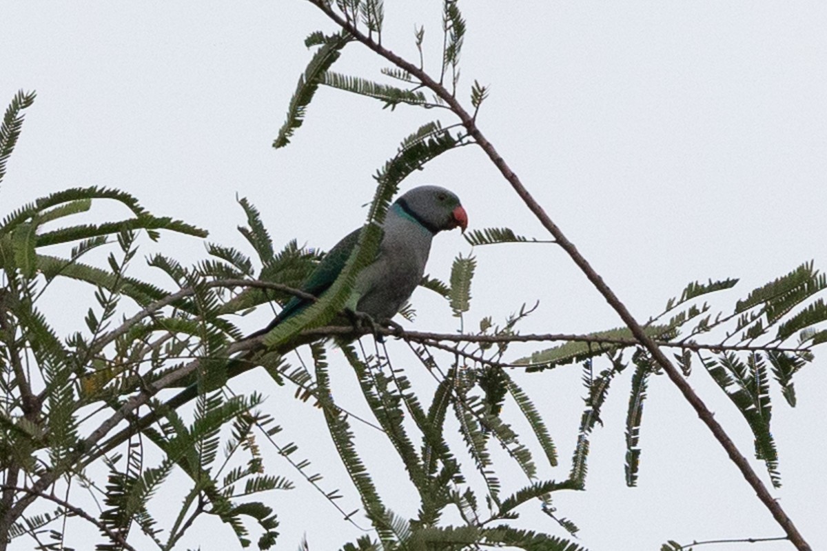 Malabar Parakeet - Honza Grünwald