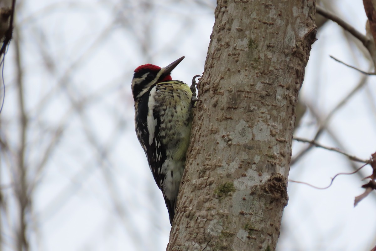 Yellow-bellied Sapsucker - ML613784780