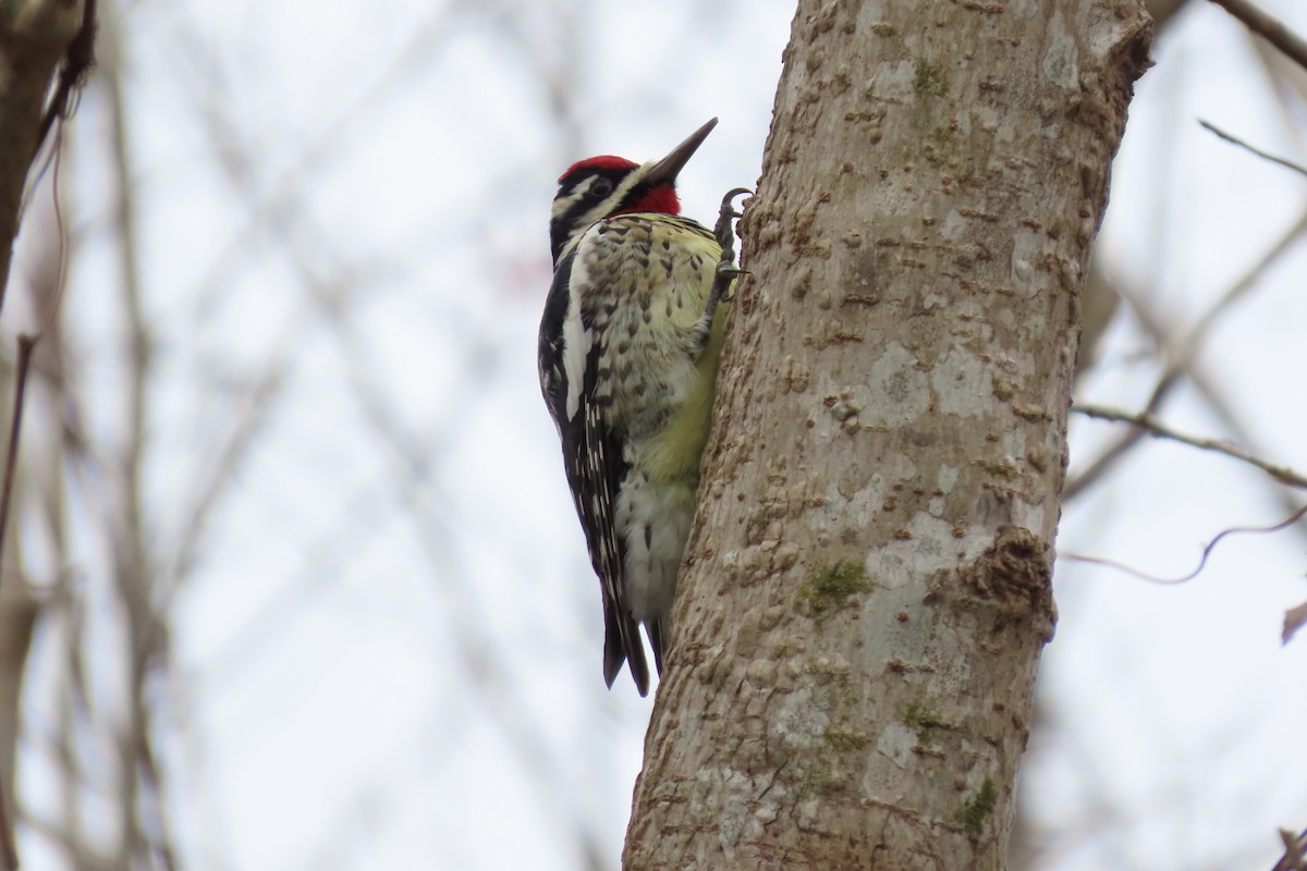 Yellow-bellied Sapsucker - ML613784781