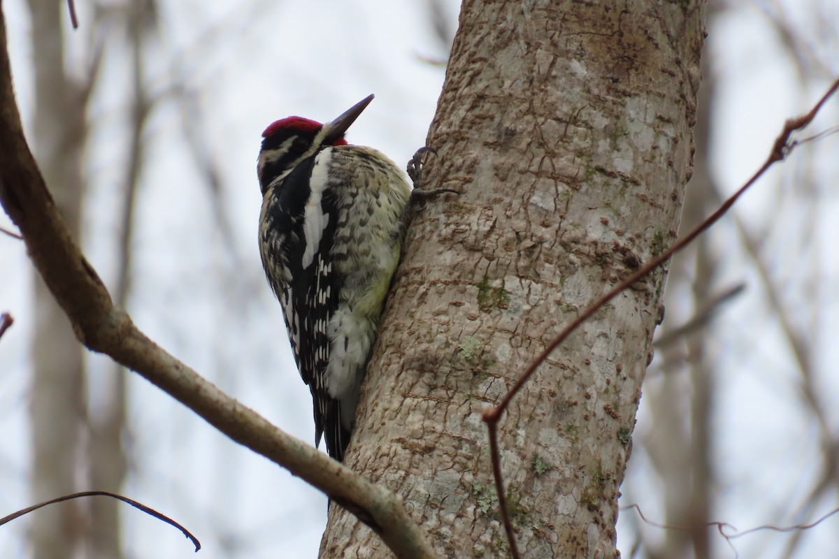 Yellow-bellied Sapsucker - Kevin Christman