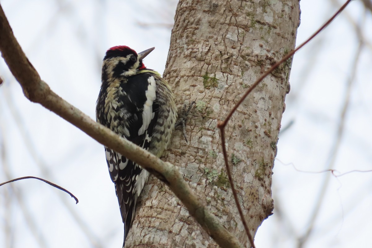 Yellow-bellied Sapsucker - ML613784783