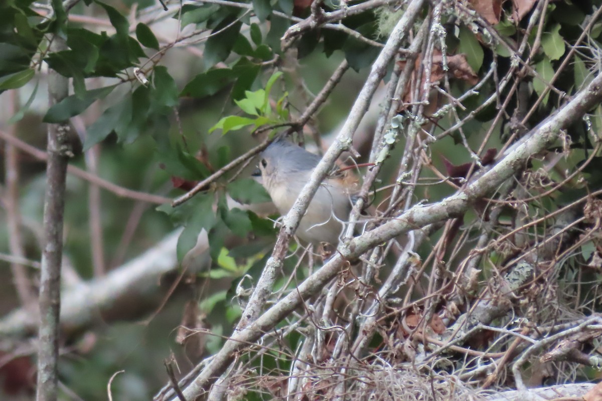 Tufted Titmouse - Kevin Christman