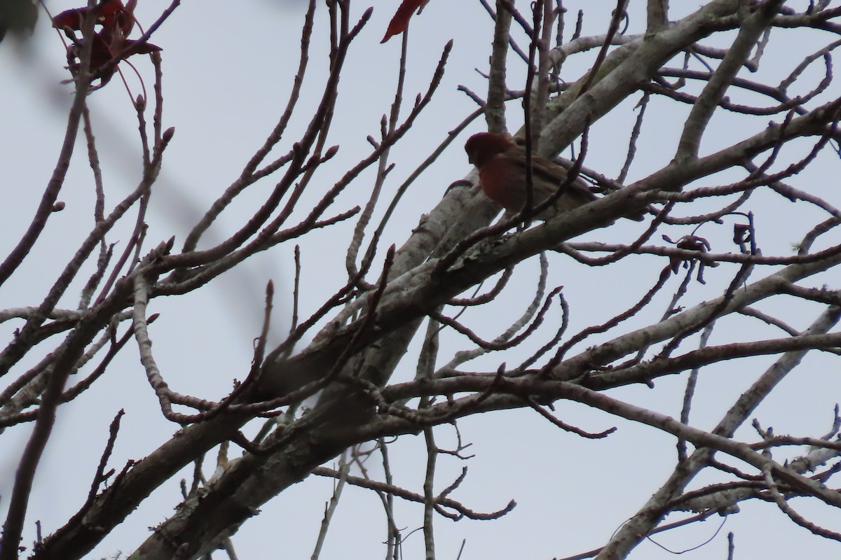 House Finch - Kevin Christman