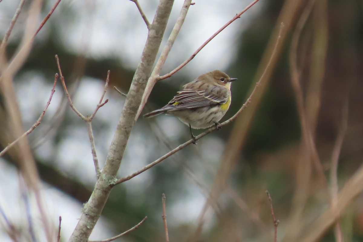 Yellow-rumped Warbler - ML613784852