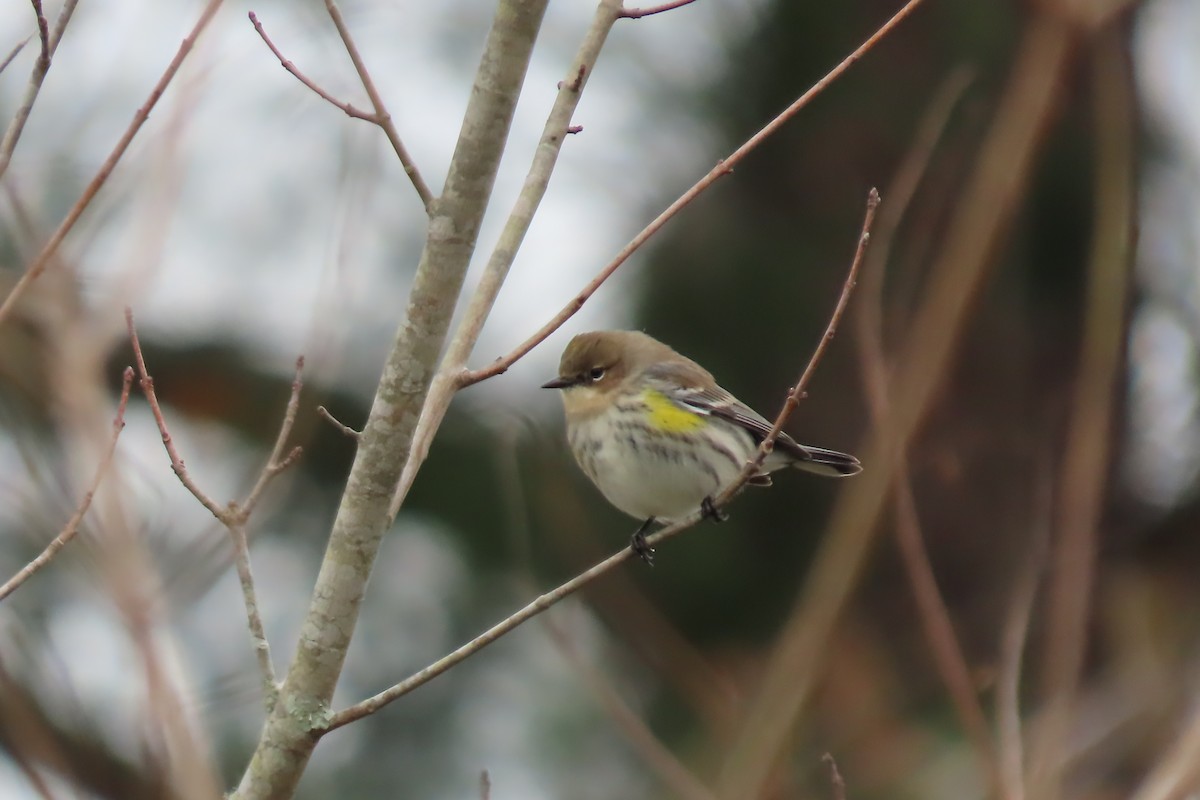 Yellow-rumped Warbler - ML613784853