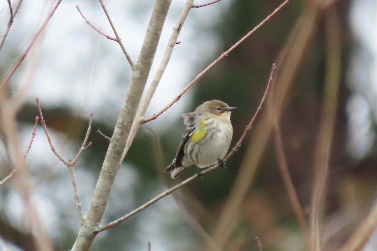 Yellow-rumped Warbler - ML613784854