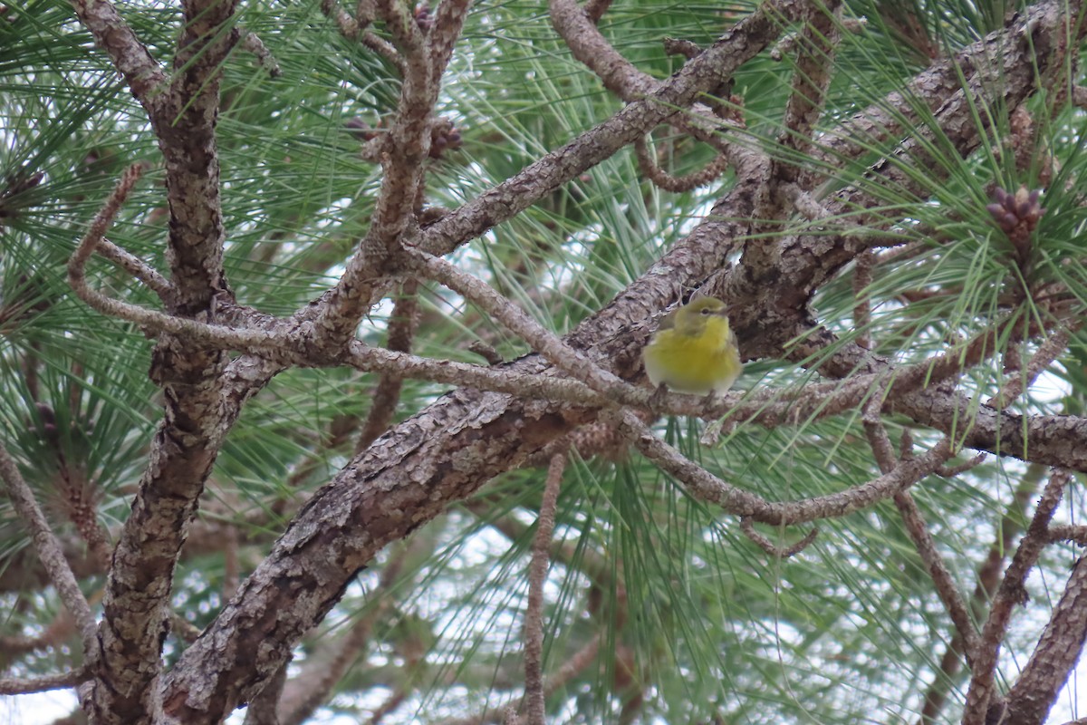 Pine Warbler - ML613784865