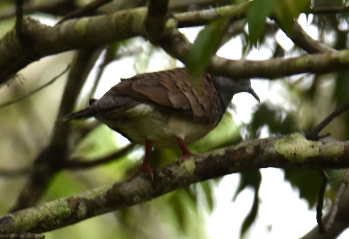 Bar-shouldered Dove - ML613784881