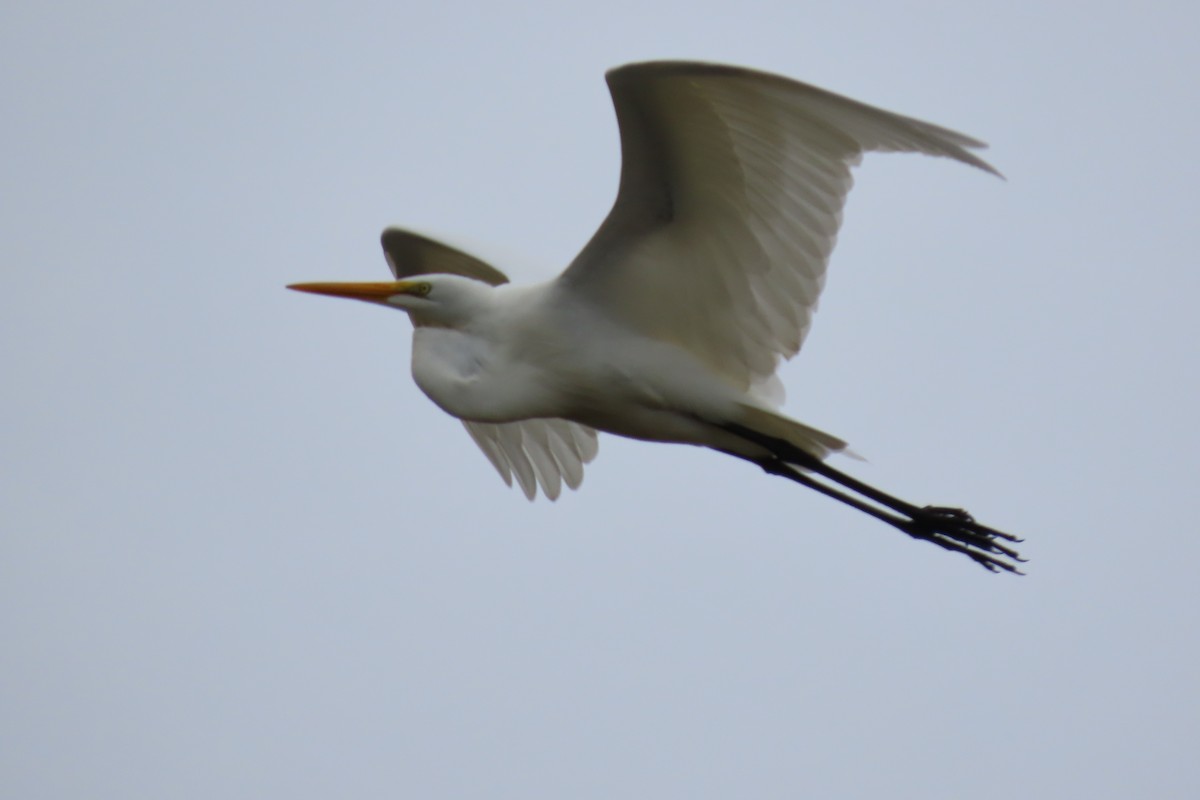 Great Egret - ML613784892