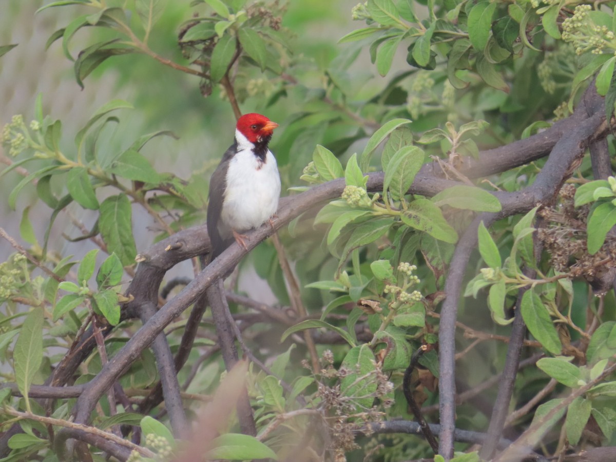 Yellow-billed Cardinal - ML613784977