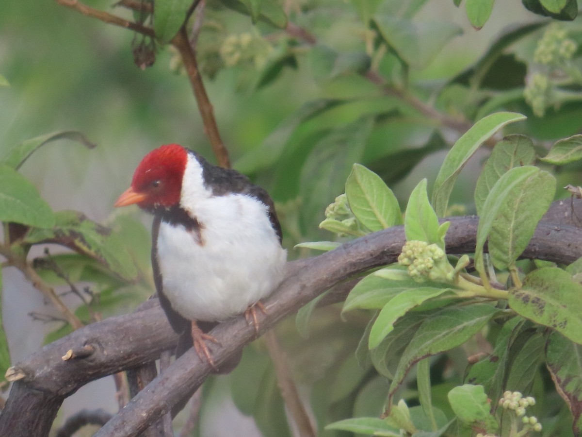 Yellow-billed Cardinal - ML613784979