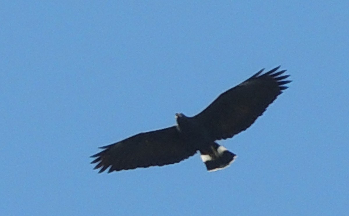 Common Black Hawk - Carolina Dávila