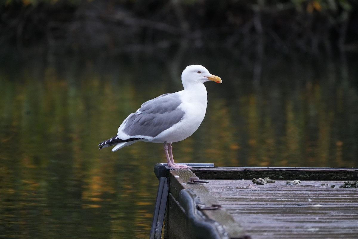 Goéland d'Audubon - ML613784988