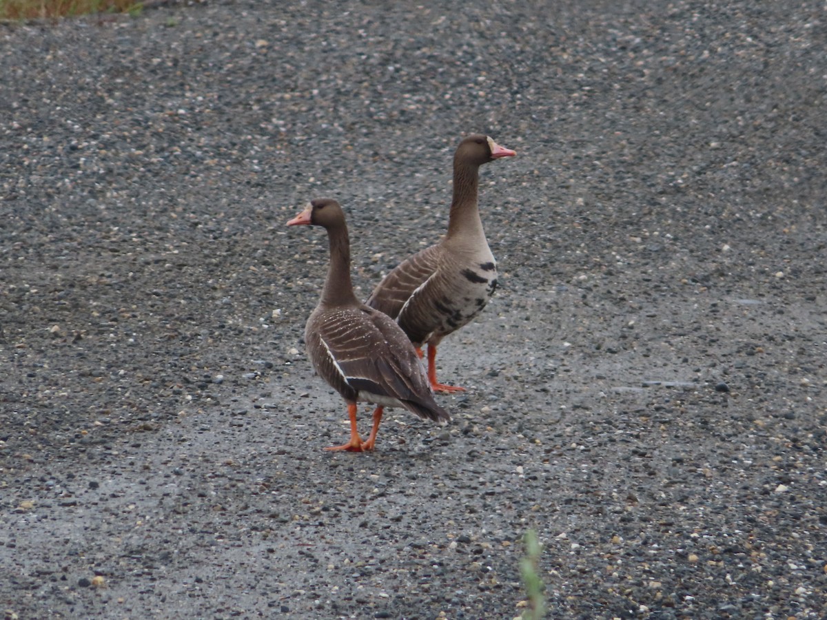Greater White-fronted Goose - ML613785055