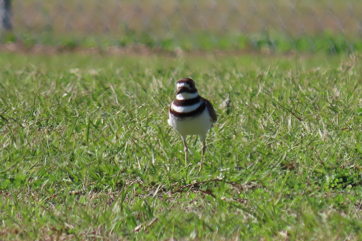 Killdeer - ML613785170