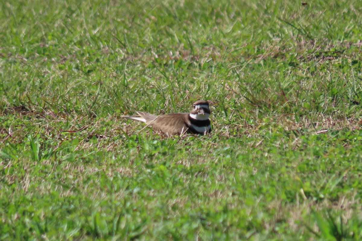 Killdeer - ML613785171
