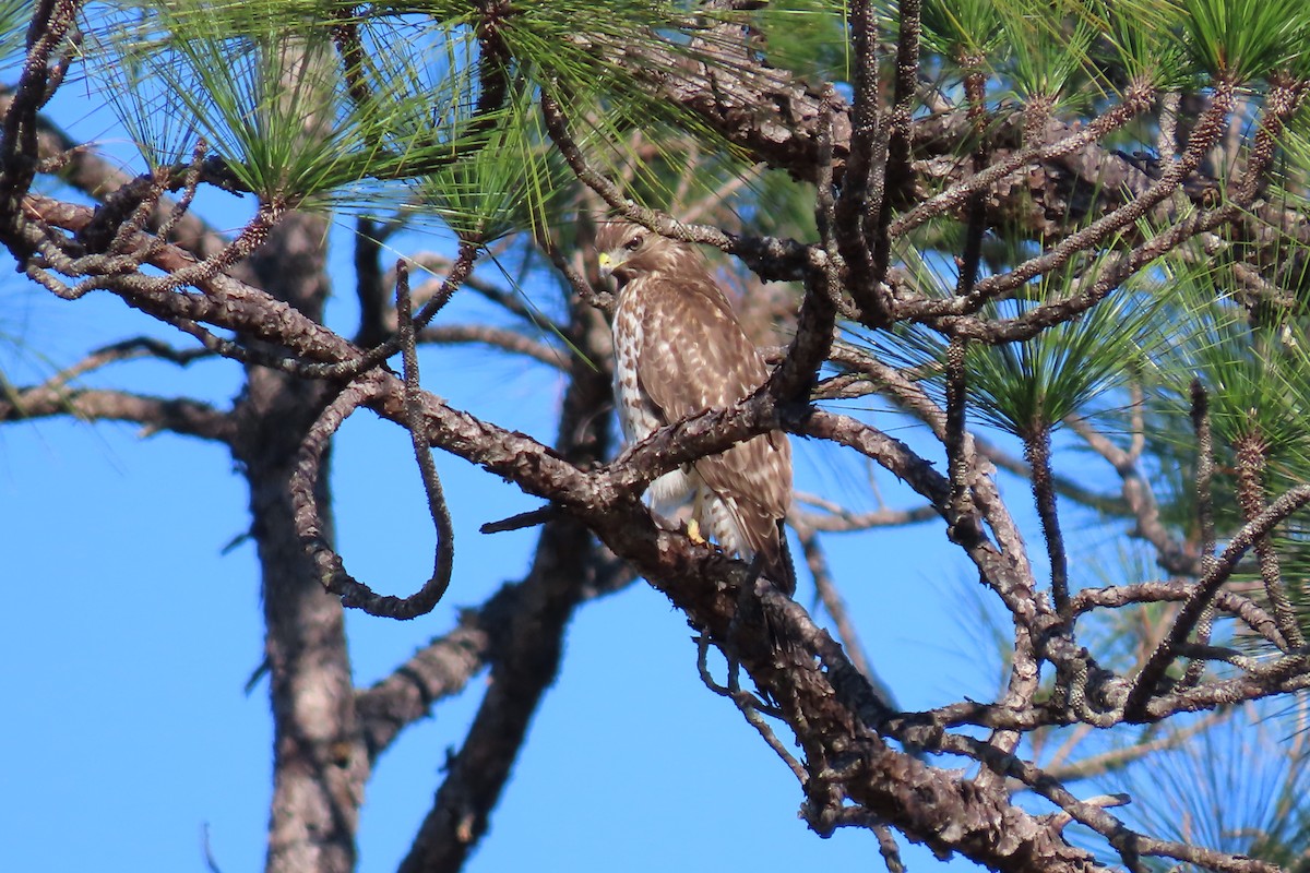 Red-shouldered Hawk - ML613785181