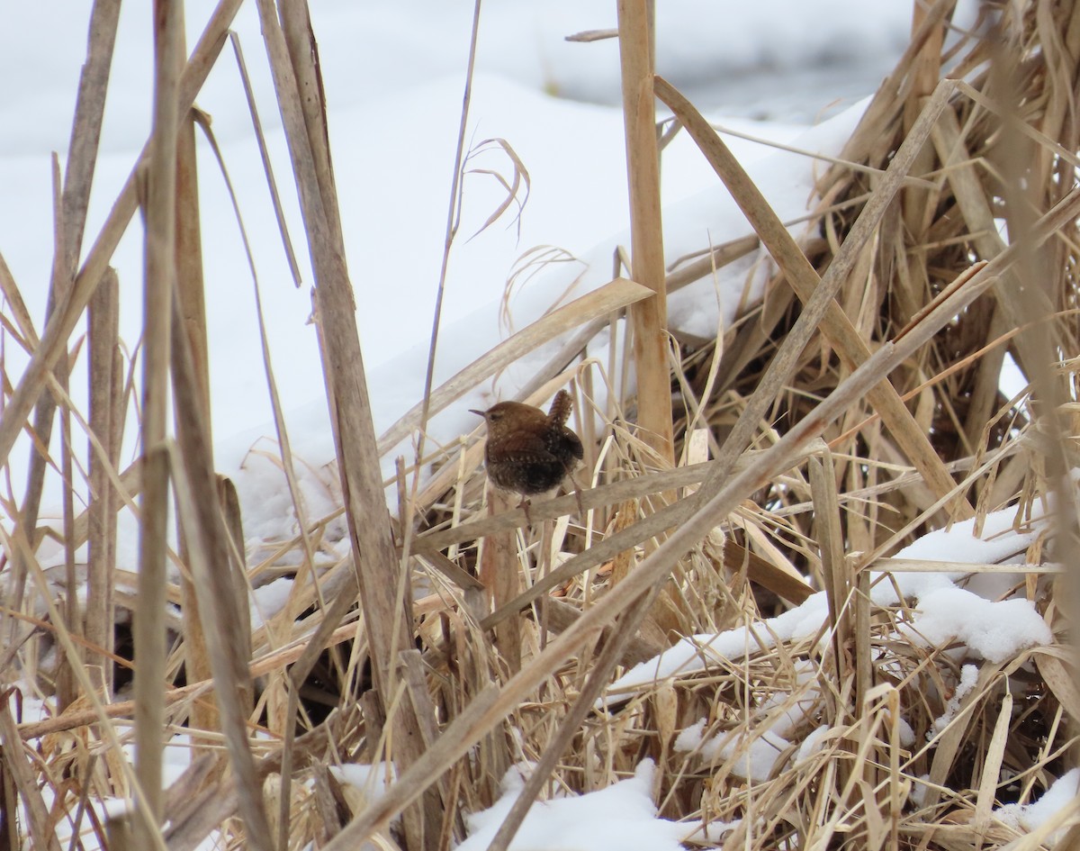 Winter Wren - ML613785203