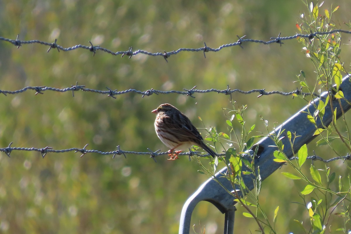 Savannah Sparrow - ML613785206