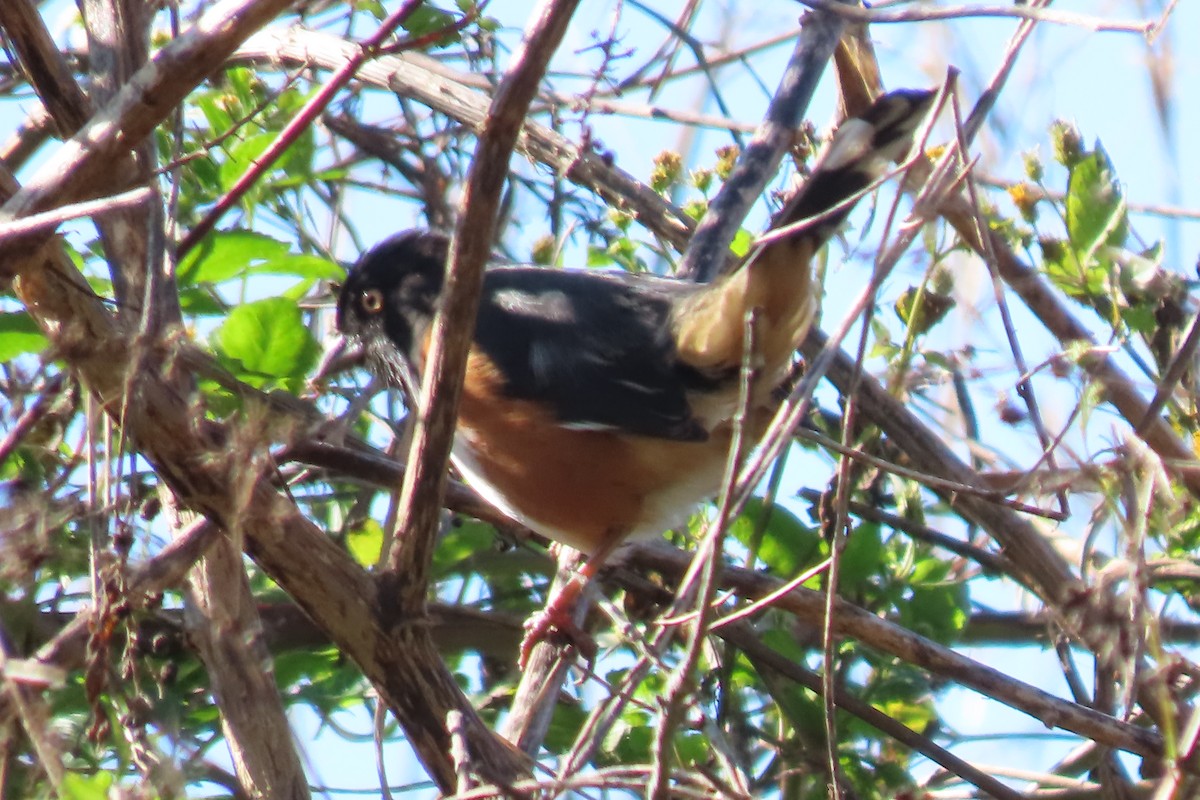 Eastern Towhee (White-eyed) - ML613785218