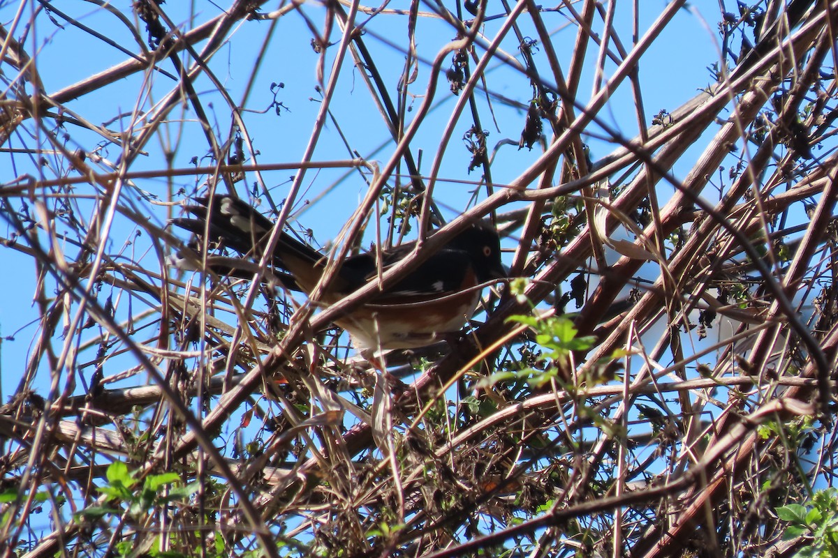 Eastern Towhee (White-eyed) - ML613785219