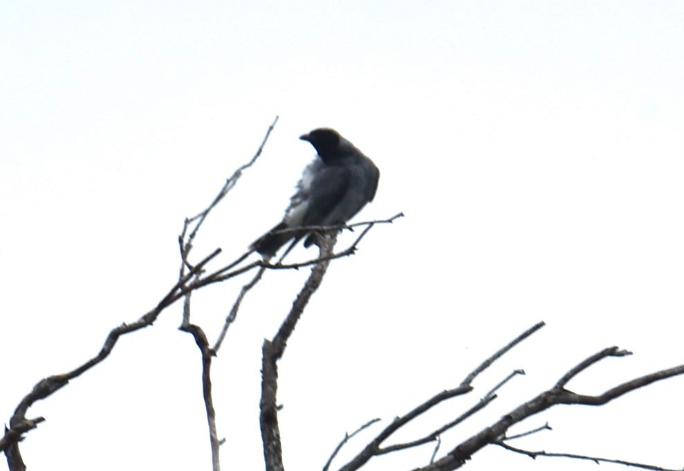 Schwarzgesicht-Raupenfänger - ML613785312