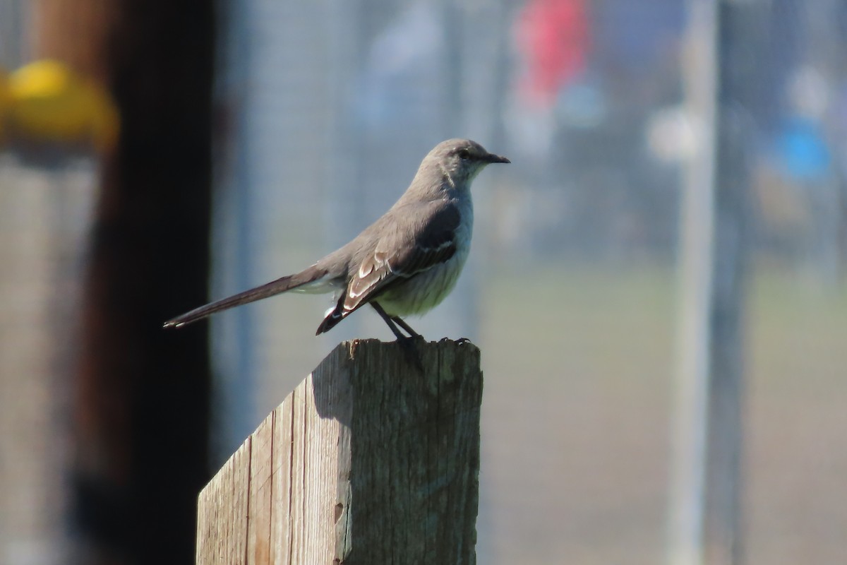 Northern Mockingbird - ML613785318