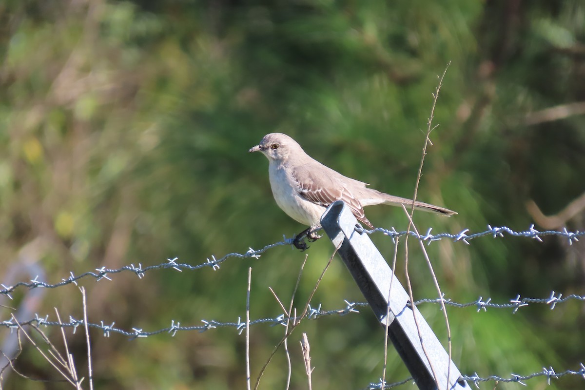 Northern Mockingbird - ML613785319