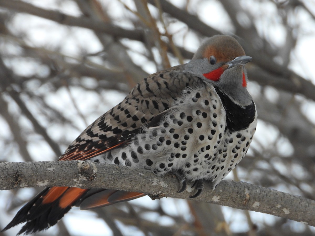 Northern Flicker (Red-shafted) - ML613785358