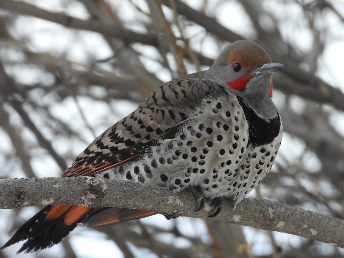 Northern Flicker (Red-shafted) - ML613785359
