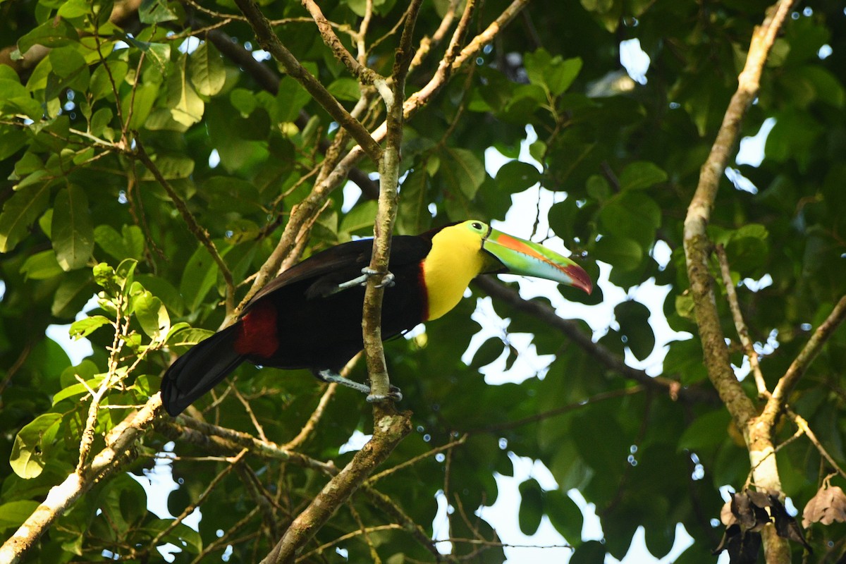 Keel-billed Toucan - ML613785593
