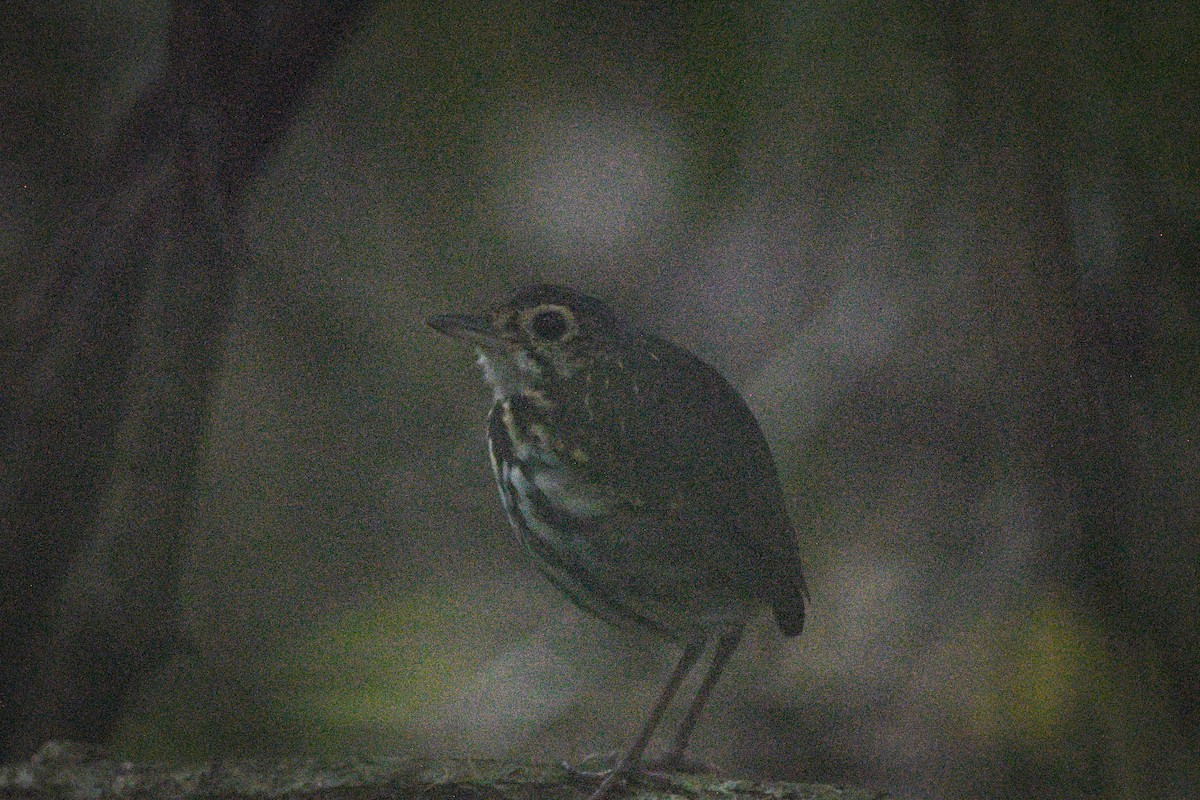 Streak-chested Antpitta (Eastern Panama) - ML613785614