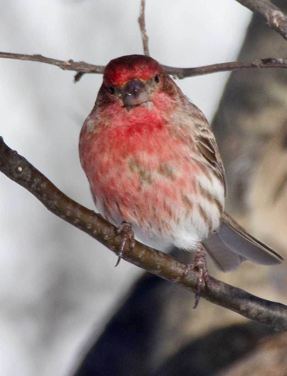 House Finch - Michael Yellin