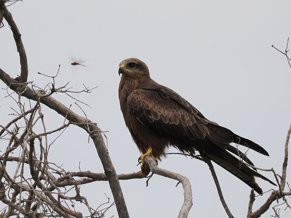 Black Kite - ML613785742